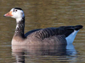 Canada Goose x domestic Greylag Goose hybrid